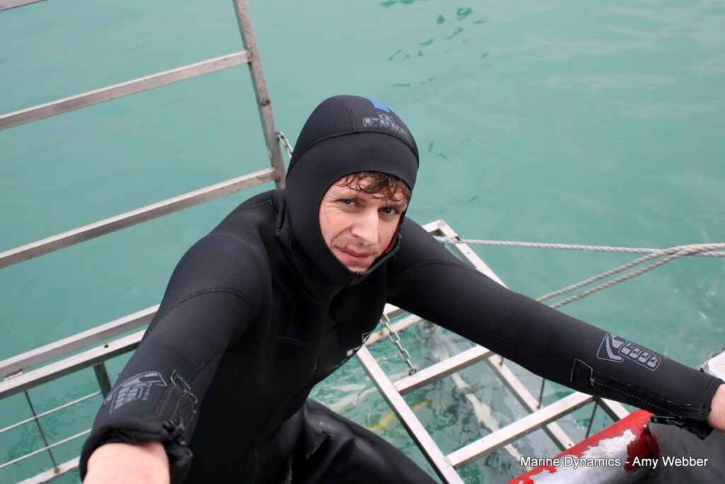 shark cage diving, Gansbaai, South Africa