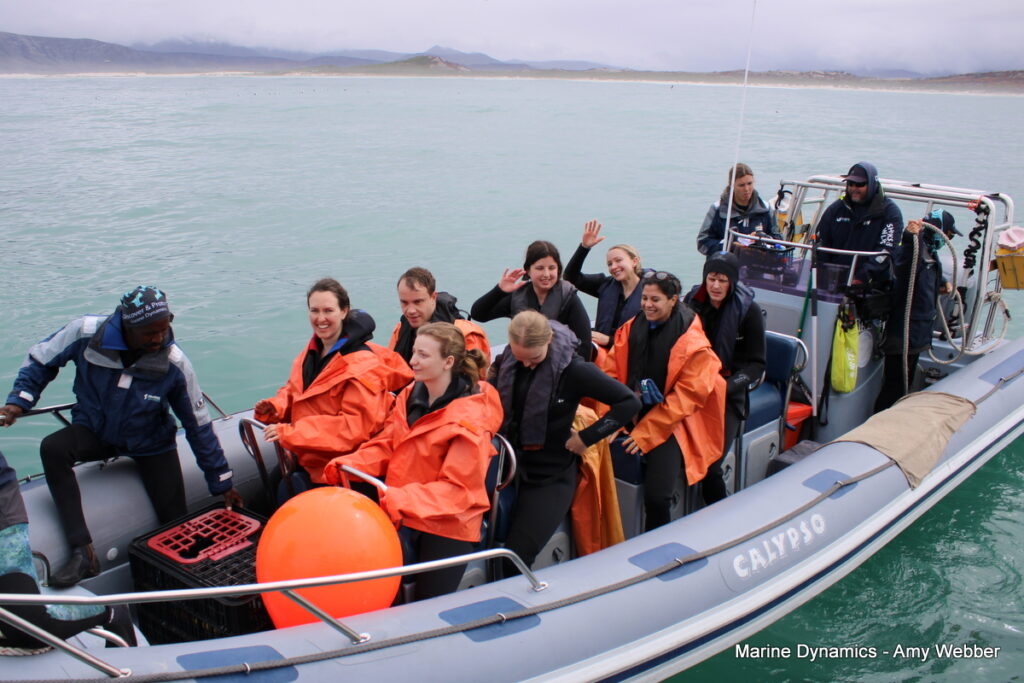 shark cage diving, Gansbaai, South Africa
