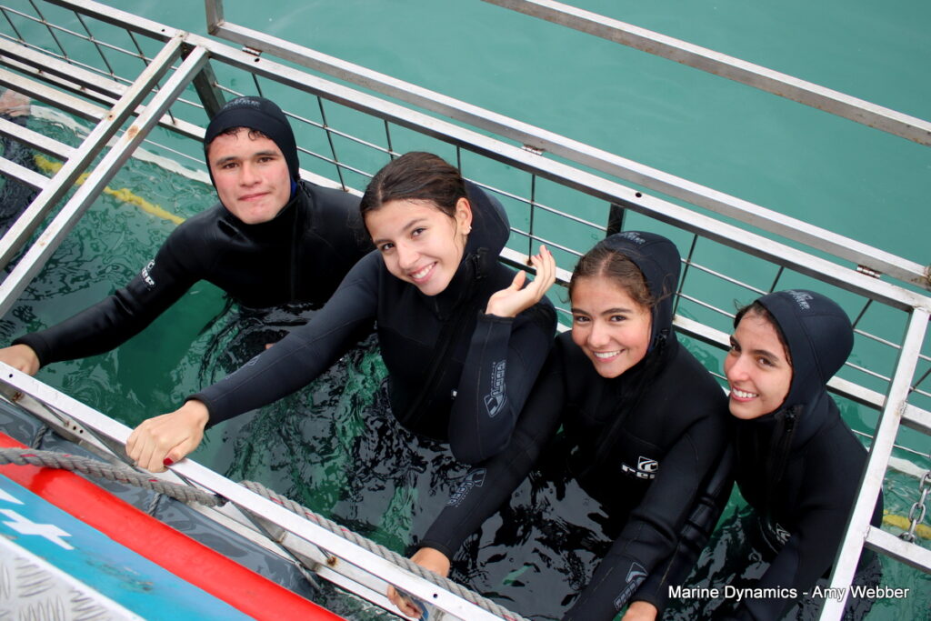 shark cage diving, Gansbaai, South Africa