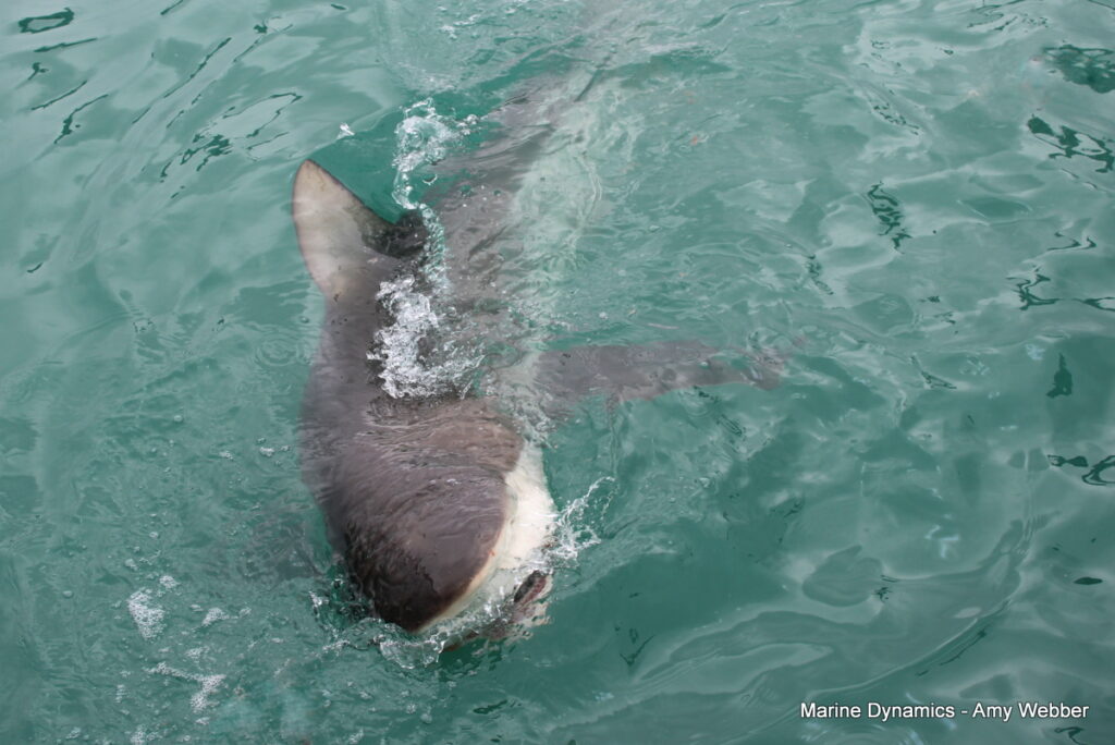 shark cage diving, Gansbaai, South Africa