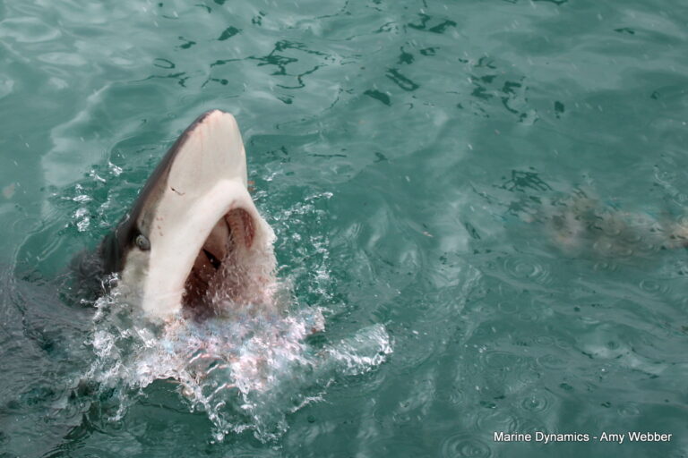 shark cage diving, Gansbaai, South Africa