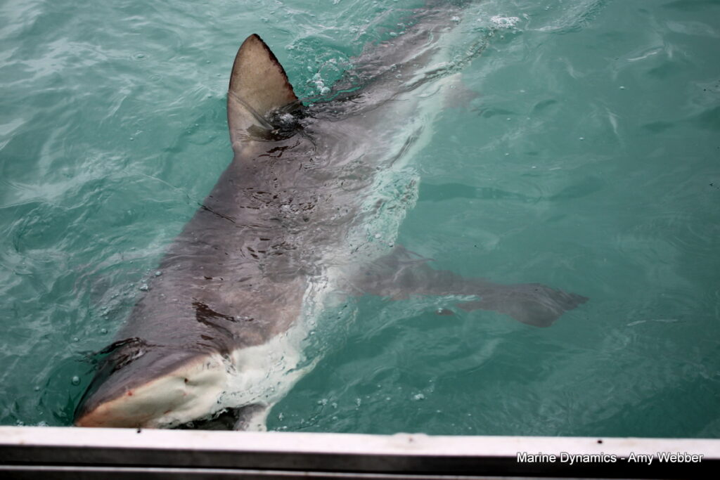 shark cage diving, Gansbaai, South Africa