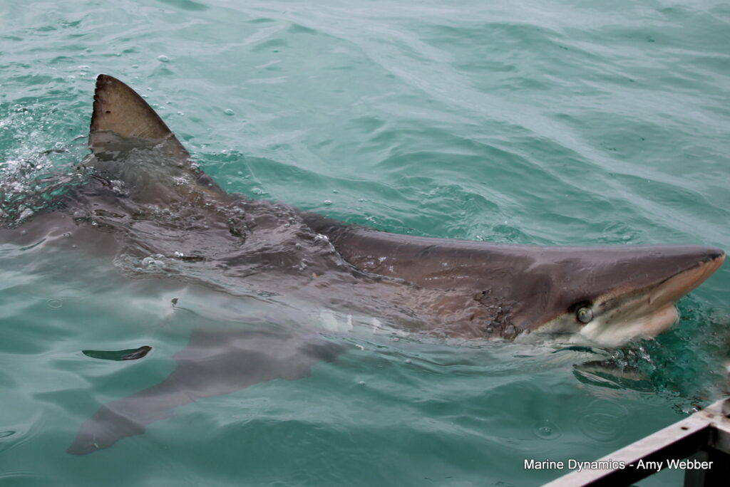 shark cage diving, Gansbaai, South Africa