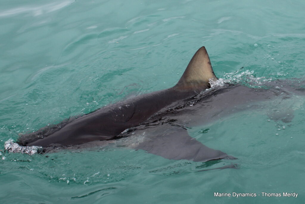 shark cage diving, Gansbaai, South Africa