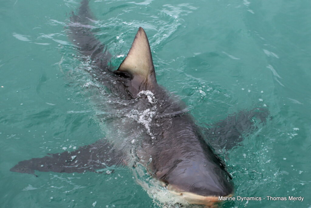 shark cage diving, Gansbaai, South Africa