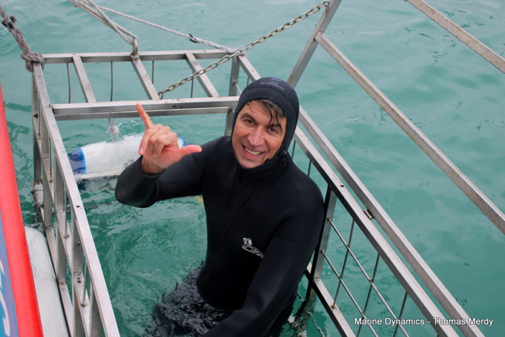shark cage diving, Gansbaai, South Africa