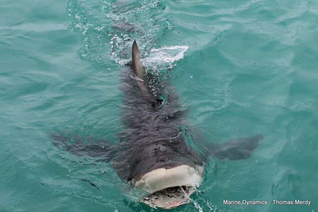 shark cage diving, Gansbaai, South Africa