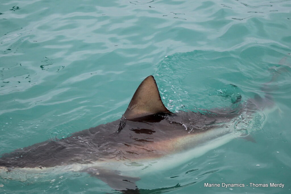 shark cage diving, Gansbaai, South Africa