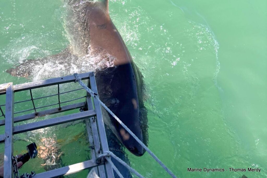 Shark cage diving, South Africa, Gansbaai