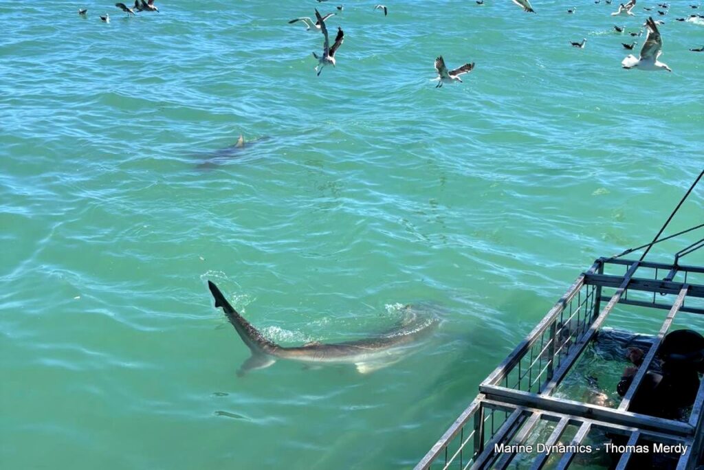 Shark cage diving, South Africa, Gansbaai