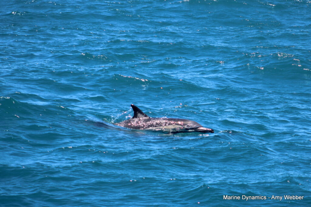 Shark cage diving, Gansbaai, South AFRICA