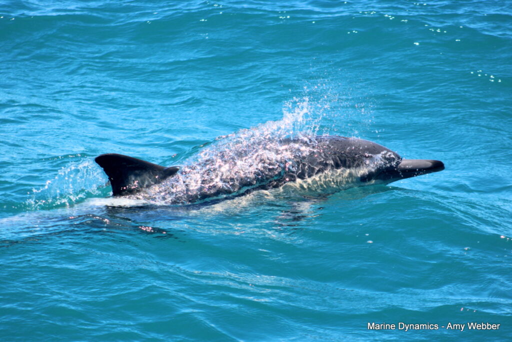 Shark cage diving, Gansbaai, South AFRICA