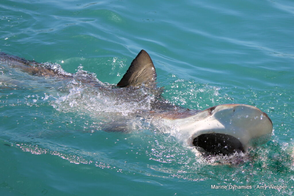 Shark cage diving, Gansbaai, South AFRICA