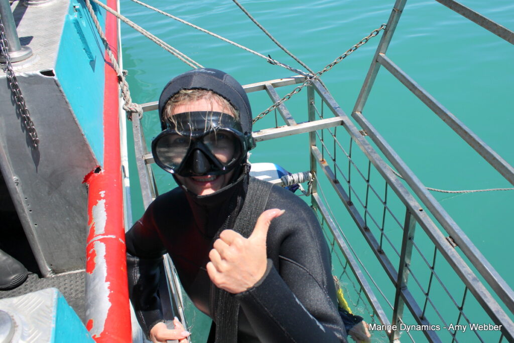 Shark cage diving, Gansbaai, South AFRICA