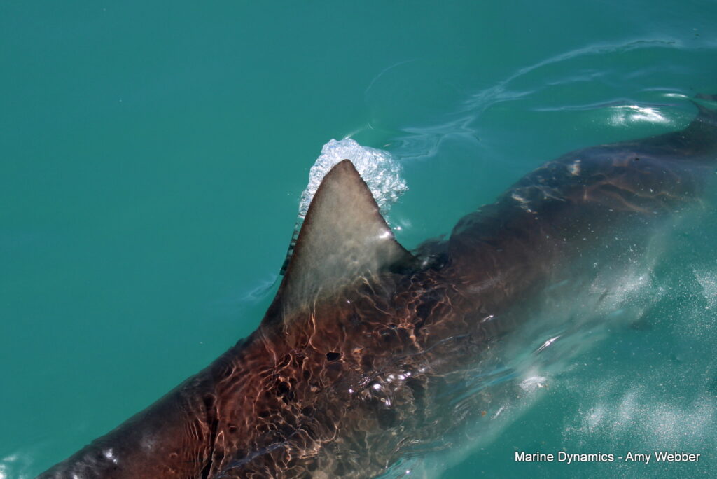 Shark cage diving, Gansbaai, South AFRICA
