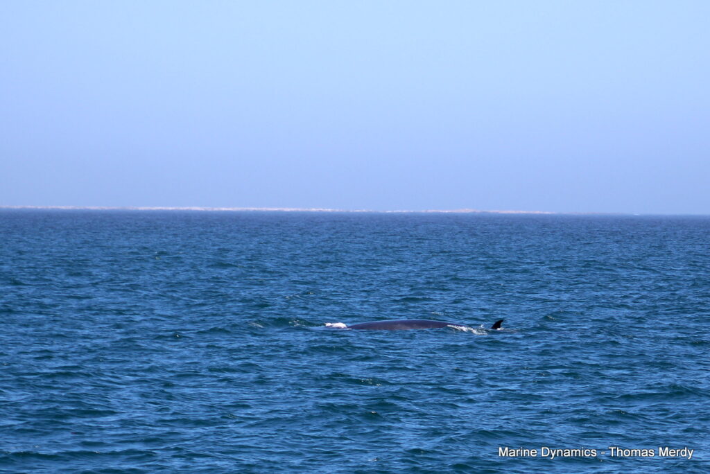 Shark cage diving, South Africa, Gansbaai