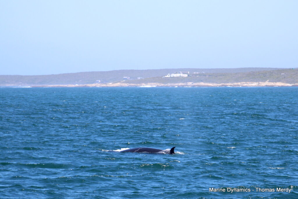 Shark cage diving, South Africa, Gansbaai
