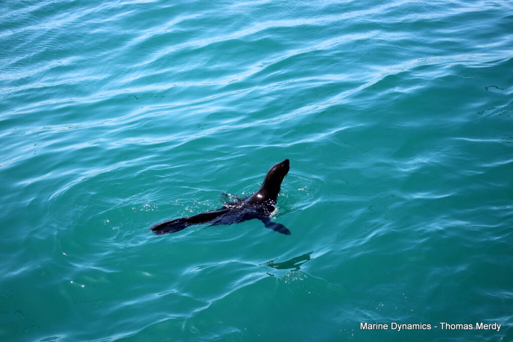 Shark cage diving, South Africa, Gansbaai