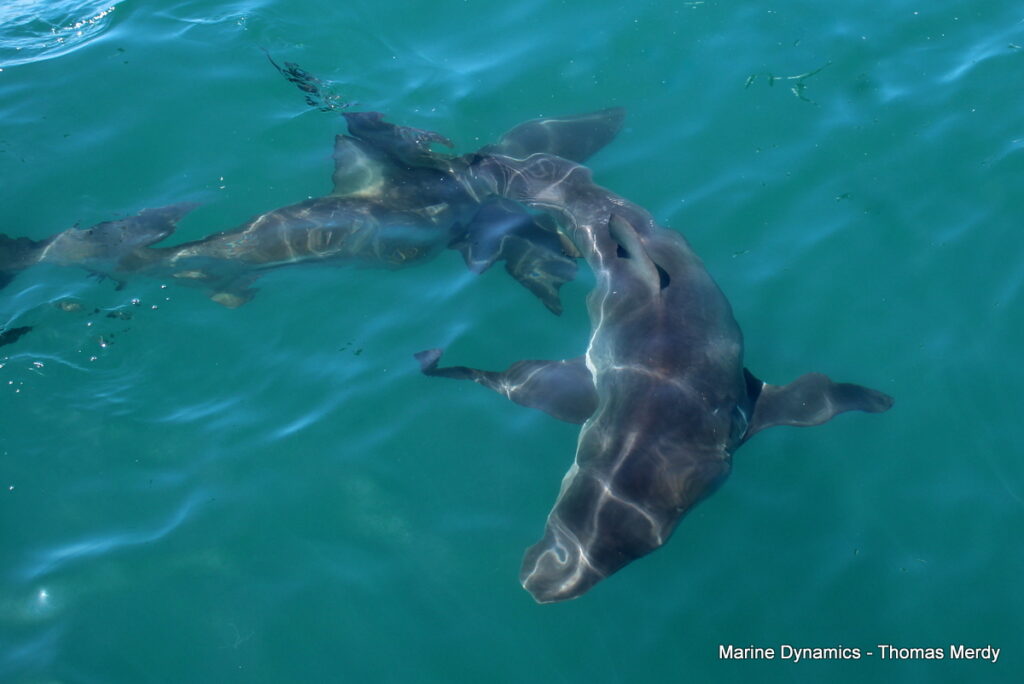 Shark cage diving, South Africa, Gansbaai