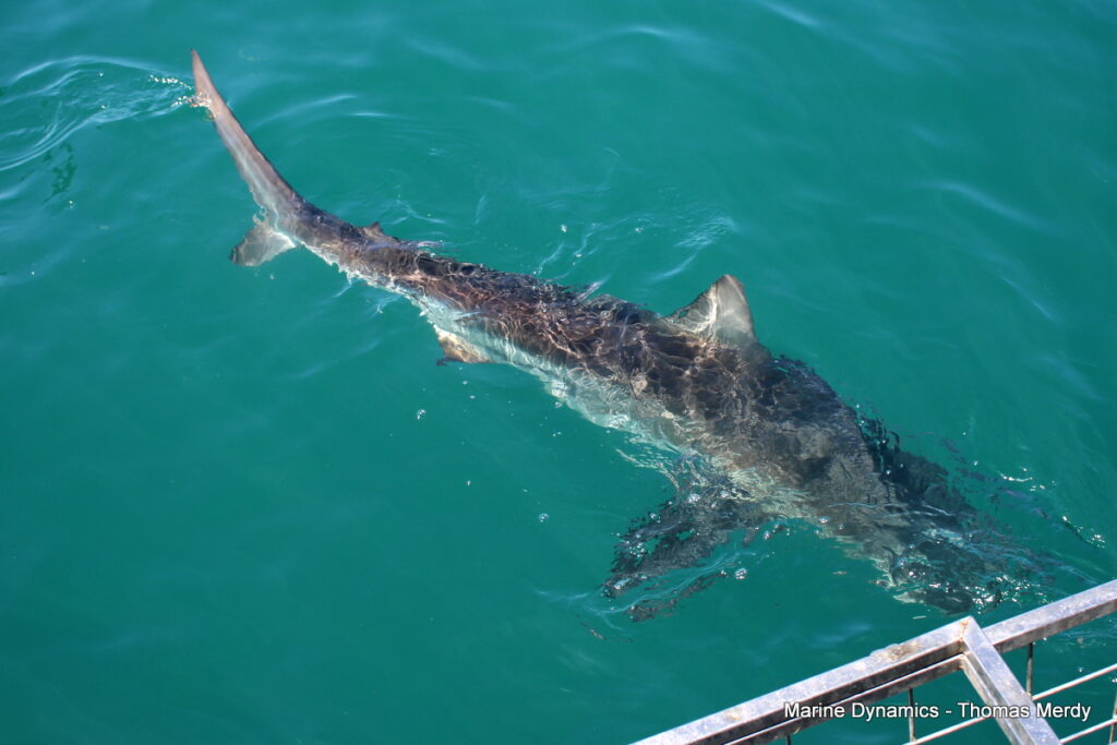 Shark cage diving, South Africa, Gansbaai