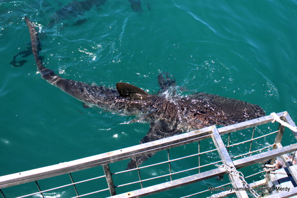Shark cage diving, South Africa, Gansbaai