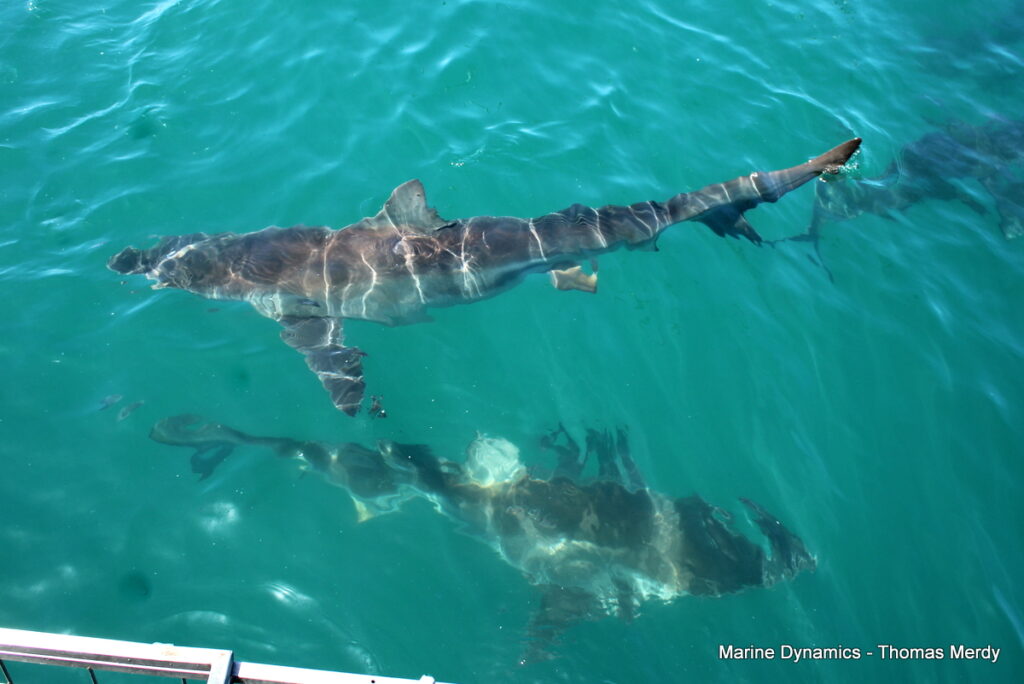 Shark cage diving, South Africa, Gansbaai