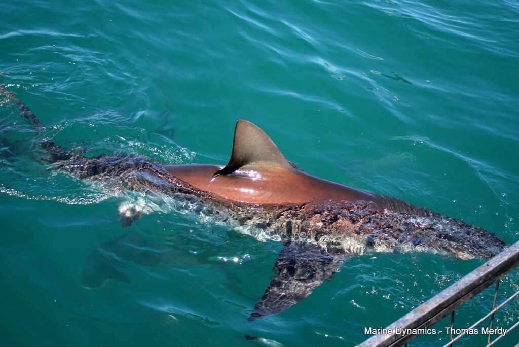 Shark cage diving, South Africa, Gansbaai