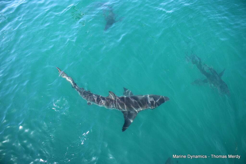 Shark cage diving, South Africa, Gansbaai