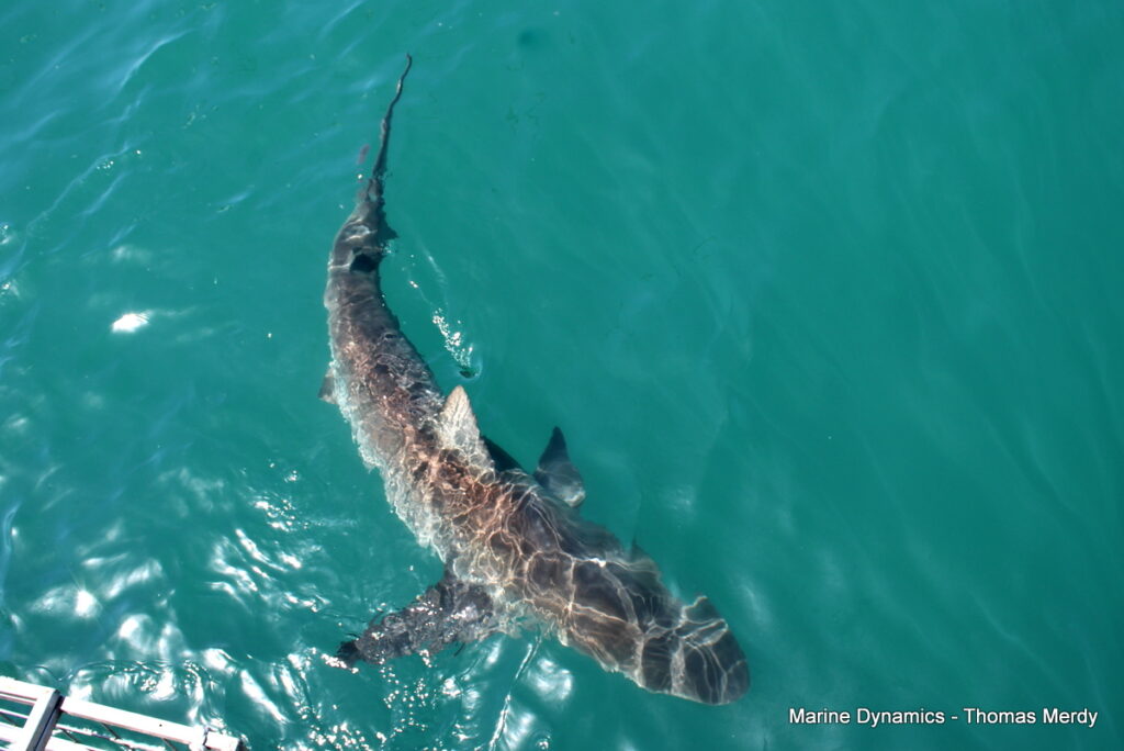 Shark cage diving, South Africa, Gansbaai