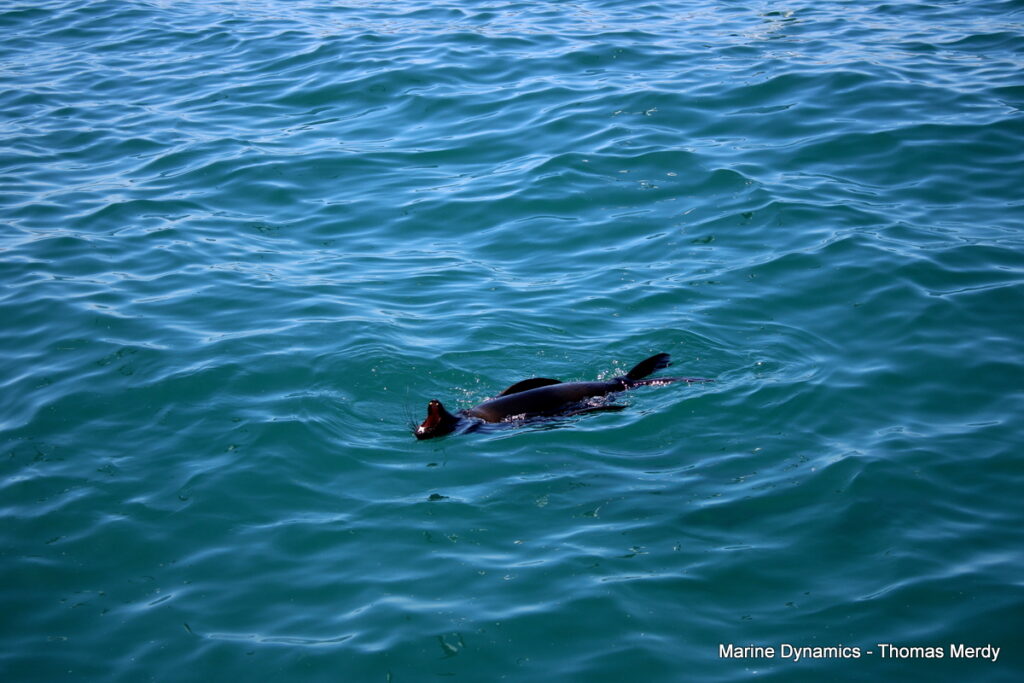 Shark cage diving, South Africa, Gansbaai