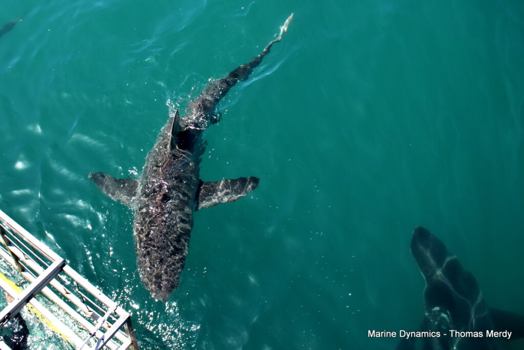 Shark cage diving, South Africa, Gansbaai