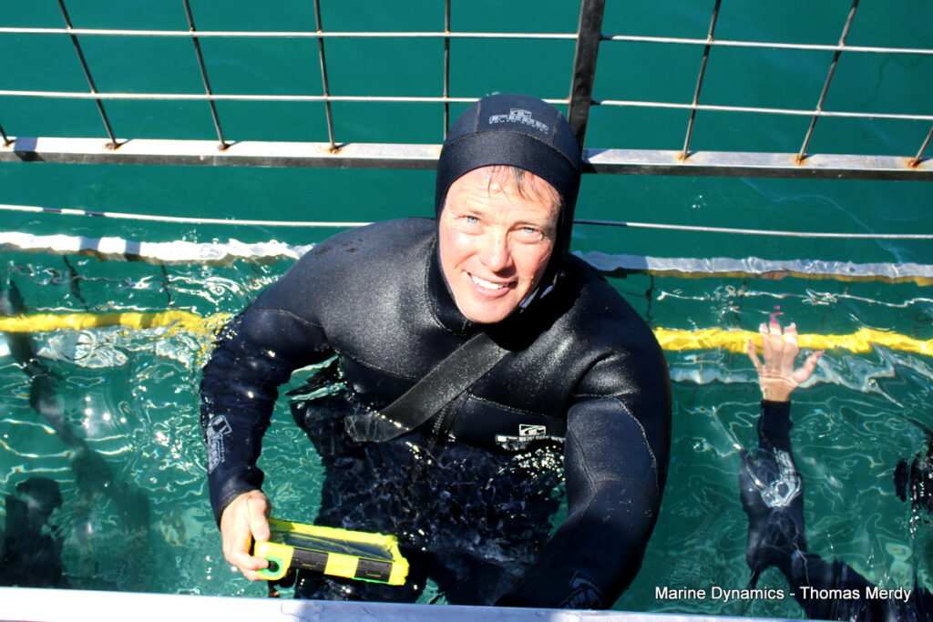 Shark cage diving, South Africa, Gansbaai