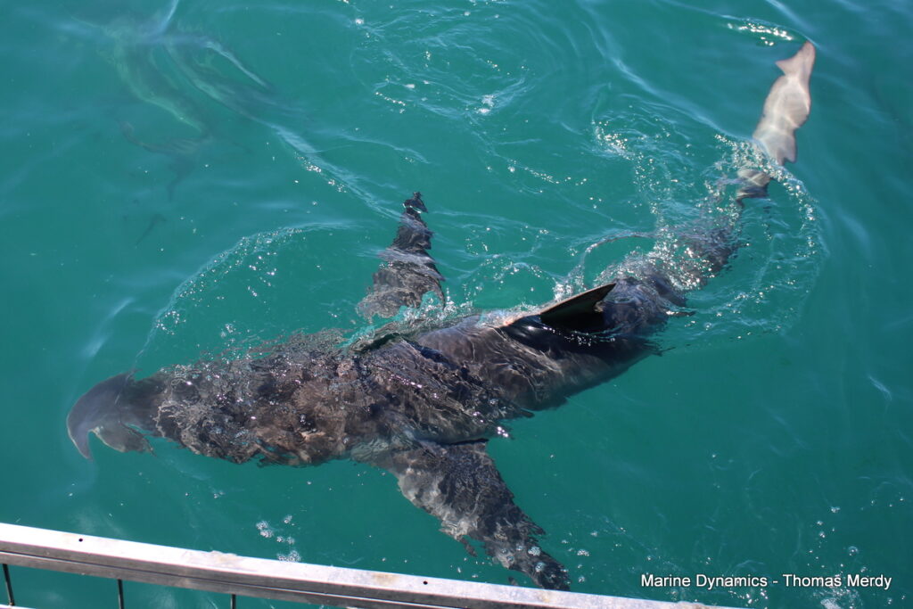 Shark cage diving, South Africa, Gansbaai
