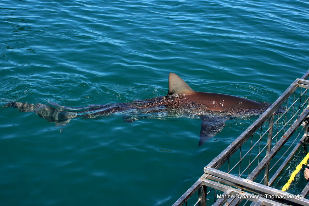 Shark cage diving, South Africa, Gansbaai