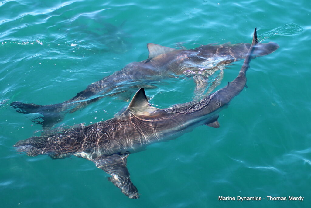 Shark cage diving, South Africa, Gansbaai