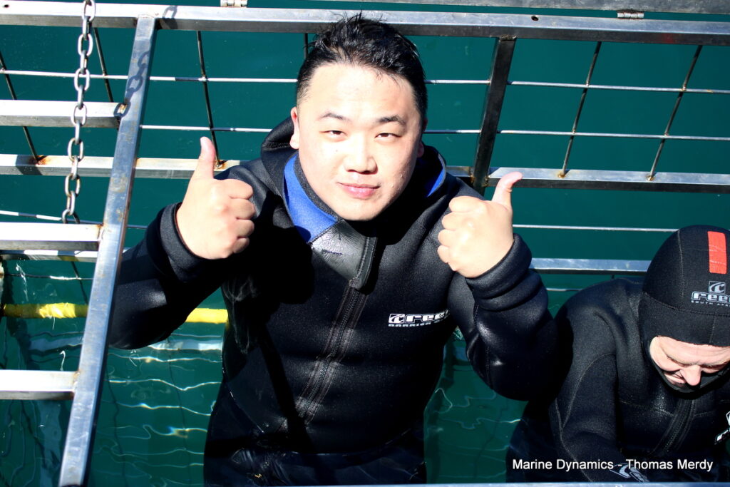 Shark cage diving, South Africa, Gansbaai