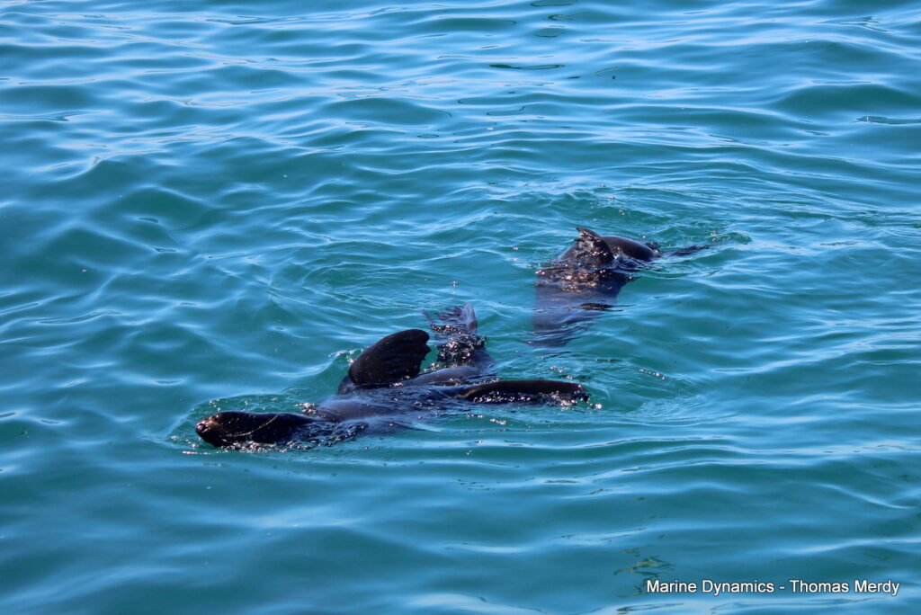 Shark cage diving, South Africa, Gansbaai