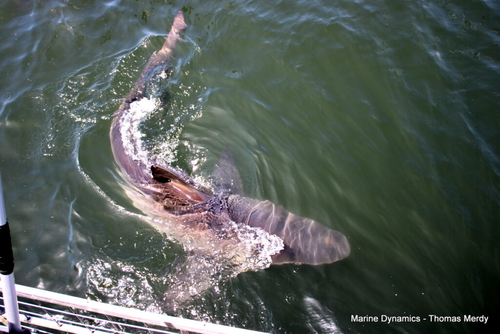 Shark cage diving, South Africa, Gansbaai