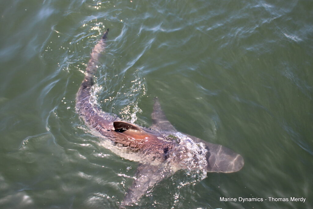 Shark cage diving, South Africa, Gansbaai