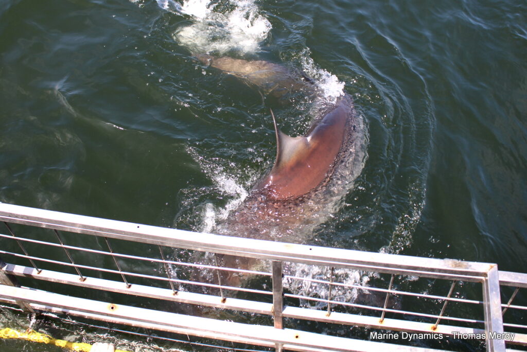 Shark cage diving, South Africa, Gansbaai