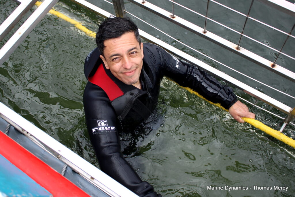 Shark cage diving, South Africa, Gansbaai
