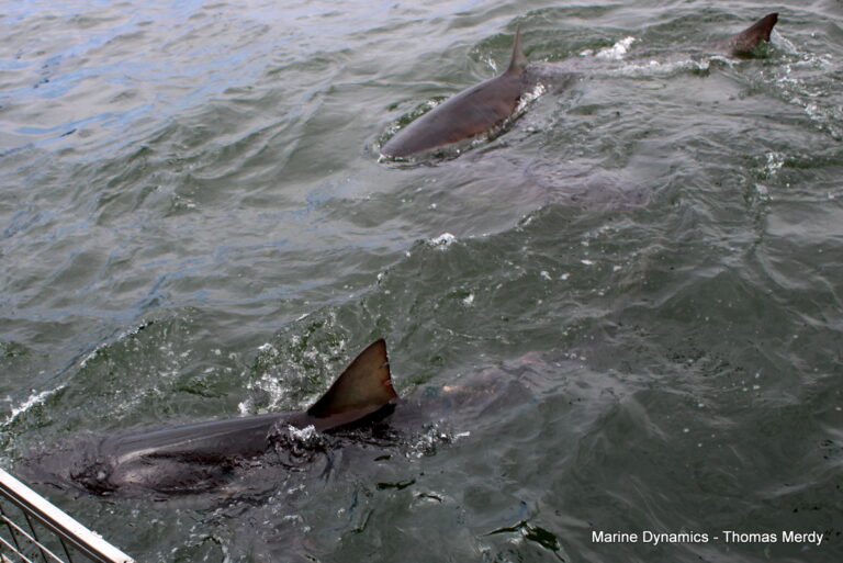 Shark cage diving, South Africa, Gansbaai