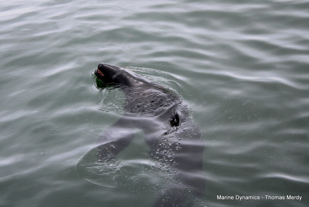 South Africa, Gansbaai, Shark cage diving