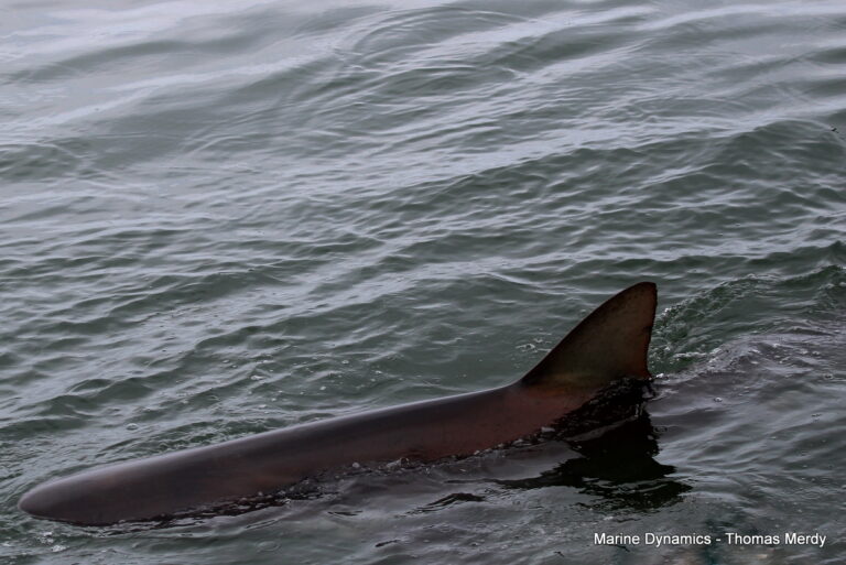 South Africa, Gansbaai, Shark cage diving