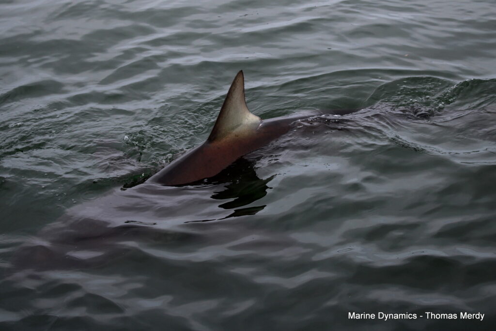 South Africa, Gansbaai, Shark cage diving