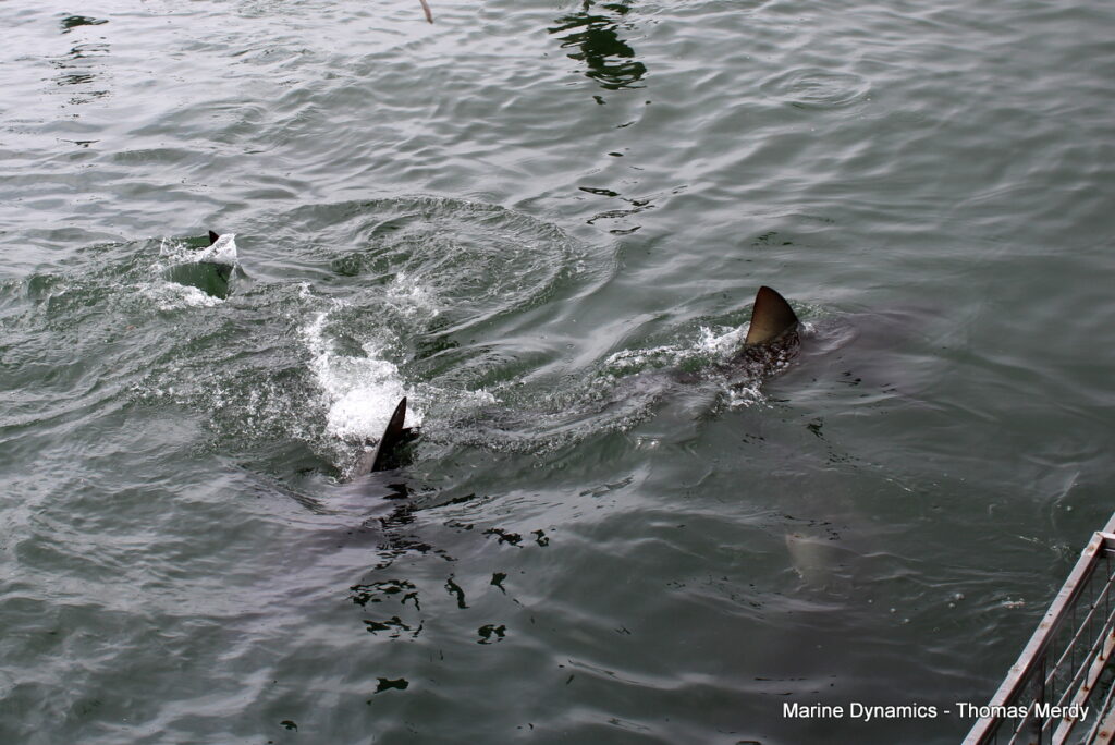 South Africa, Gansbaai, Shark cage diving