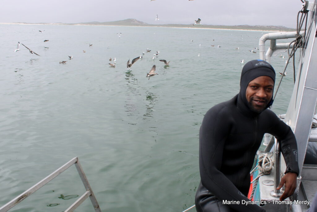 South Africa, Gansbaai, Shark cage diving