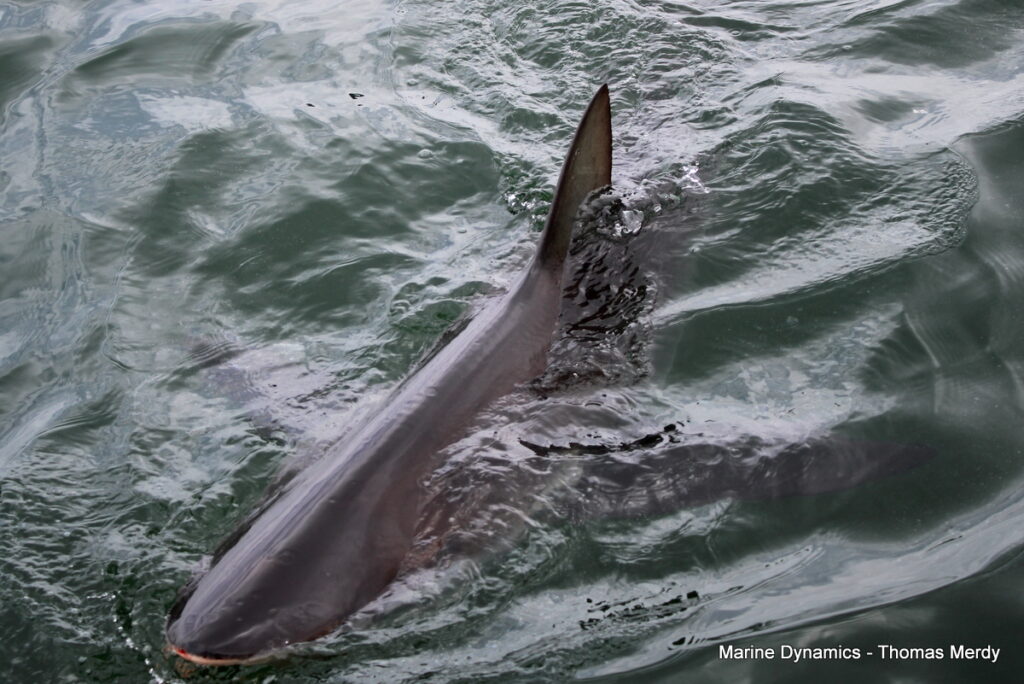 South Africa, Gansbaai, Shark cage diving