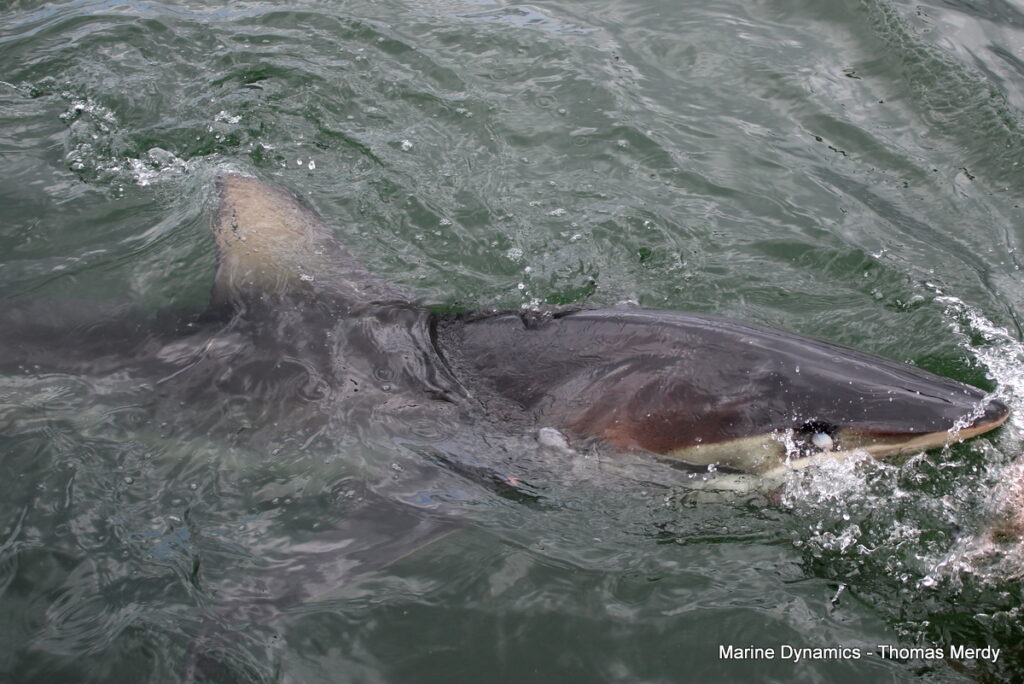 South Africa, Gansbaai, Shark cage diving