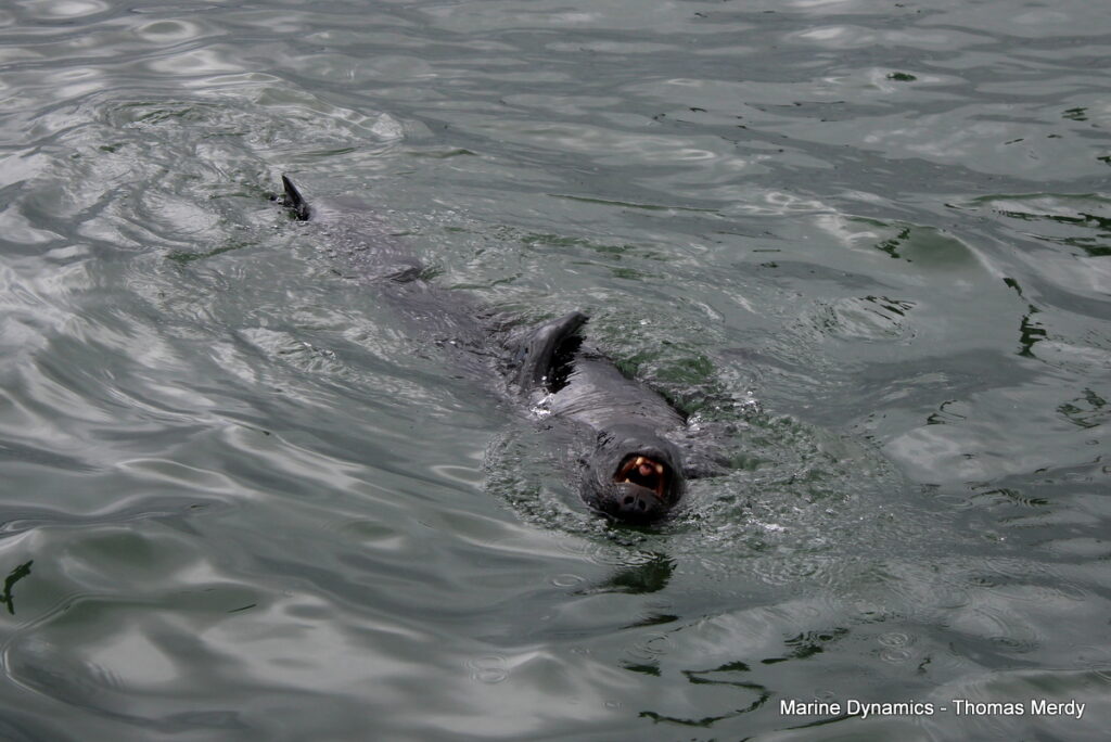 South Africa, Gansbaai, Shark cage diving